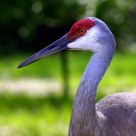 Sandhill Crane